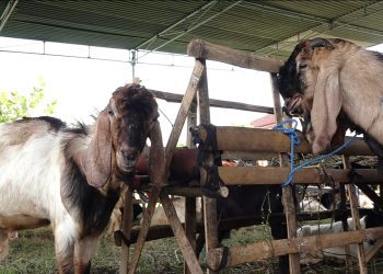 Memilih Hewan Kurban Saat Wabah PMK